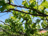 Weingut auf Madeira