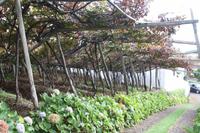 Weingut_3
