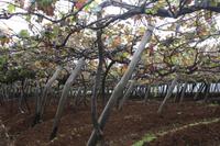 Weingut_6