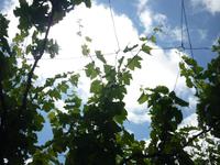 Weinranken