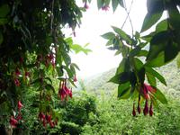 Wilde Fuchsien