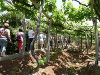 auf dem Weingut