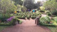 da gackern ja die Hühner in Blandy's Garden