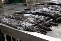 der schwarze Degenfisch