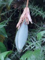 die Frucht