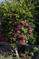 im Botanischen Garten in Funchal