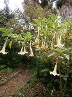 im Kräutergarten