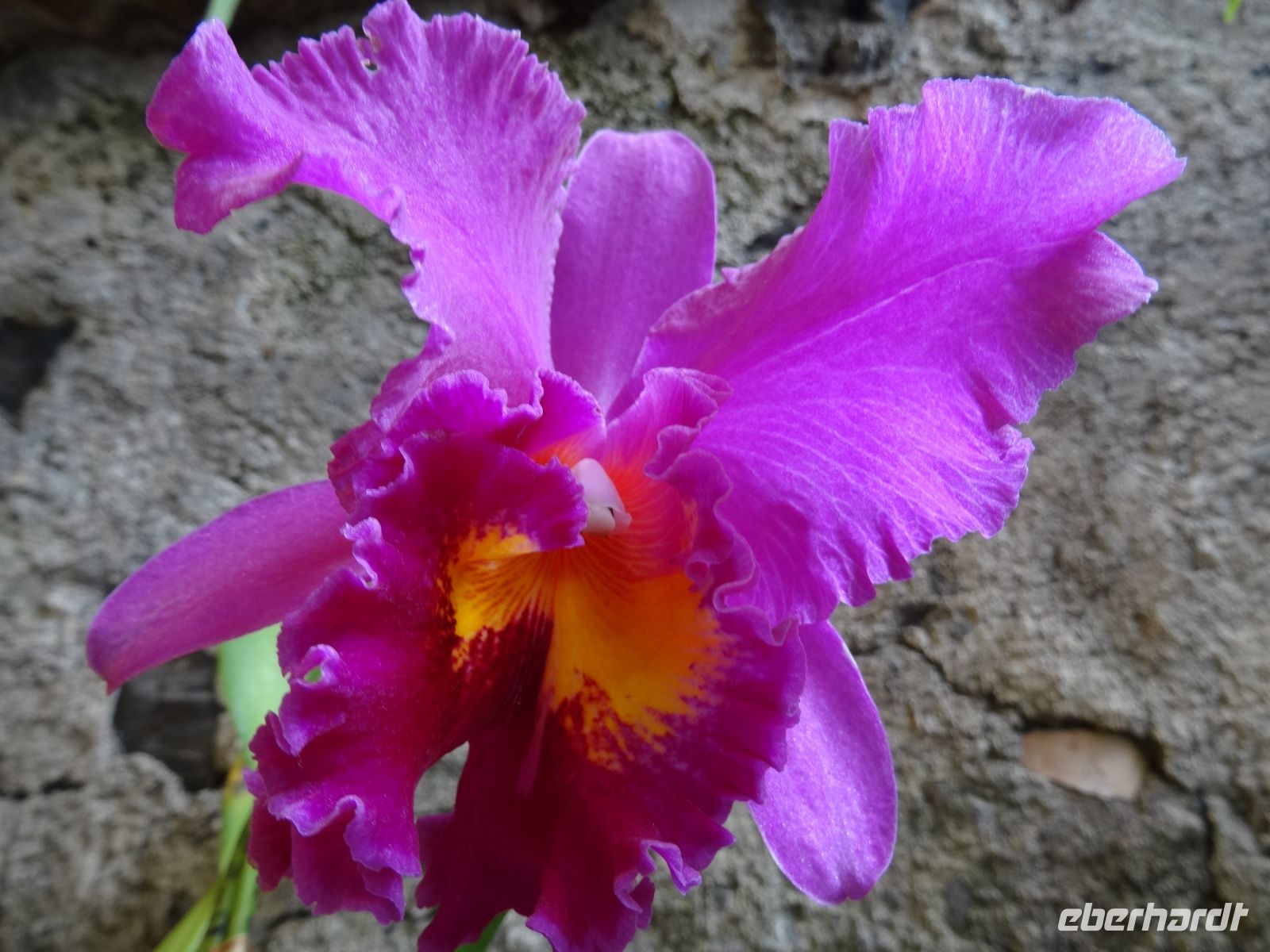 im Orchideen Garten 