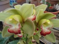 im Orchideen Garten 