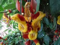 im Orchideen Garten 