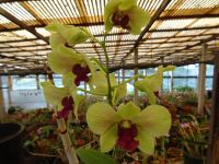 im Orchideen Garten 