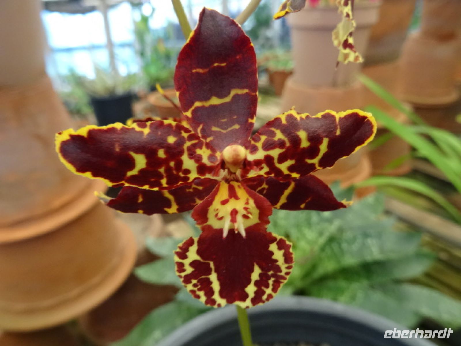 im Orchideen Garten