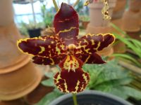 im Orchideen Garten