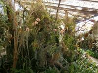im Orchideen Garten