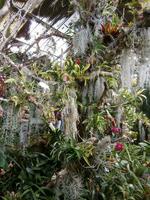 im Orchideen Garten