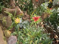 im Orchideen Garten
