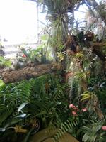 im Orchideen Garten