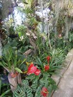 im Orchideen Garten
