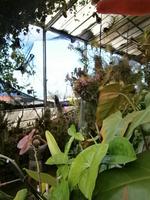 im Orchideen Garten