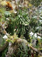 im Orchideen Garten