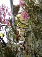 im Orchideen Garten