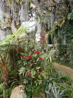 im Orchideen Garten
