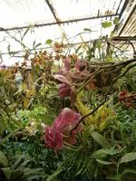 im Orchideen Garten