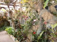 im Orchideen Garten