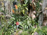 im Orchideen Garten
