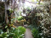 im Orchideen Garten