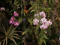 im Orchideen Garten