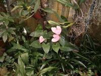 im Orchideen Garten