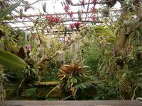 im Orchideen Garten