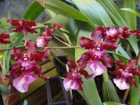 im Orchideengarten 