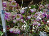 im Orchideengarten 