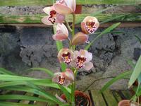 im Orchideengarten 