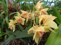 im Orchideengarten 