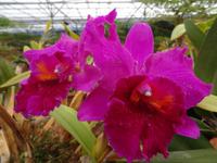 im Orchideengarten 