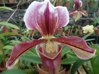 im Orchideengarten 