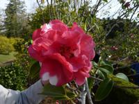 riesige Kamelienblüte