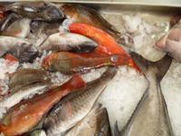   Funchal Fischhalle
