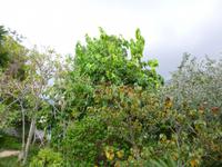  Kräutergarten