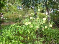  Kräutergarten