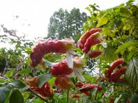  Kräutergarten