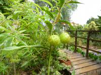  Kräutergarten