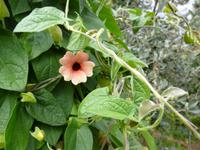  Kräutergarten