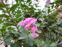  botanischer Garten