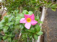  botanischer Garten