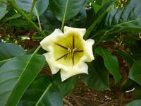  botanischer Garten