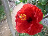  botanischer Garten